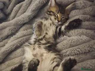 Maine Coon cats Last female kitten available😻 - Advert 8