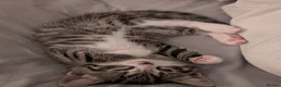 Mixed Breed cats for sale: Beautiful girl tabby kitten  - Advert 5