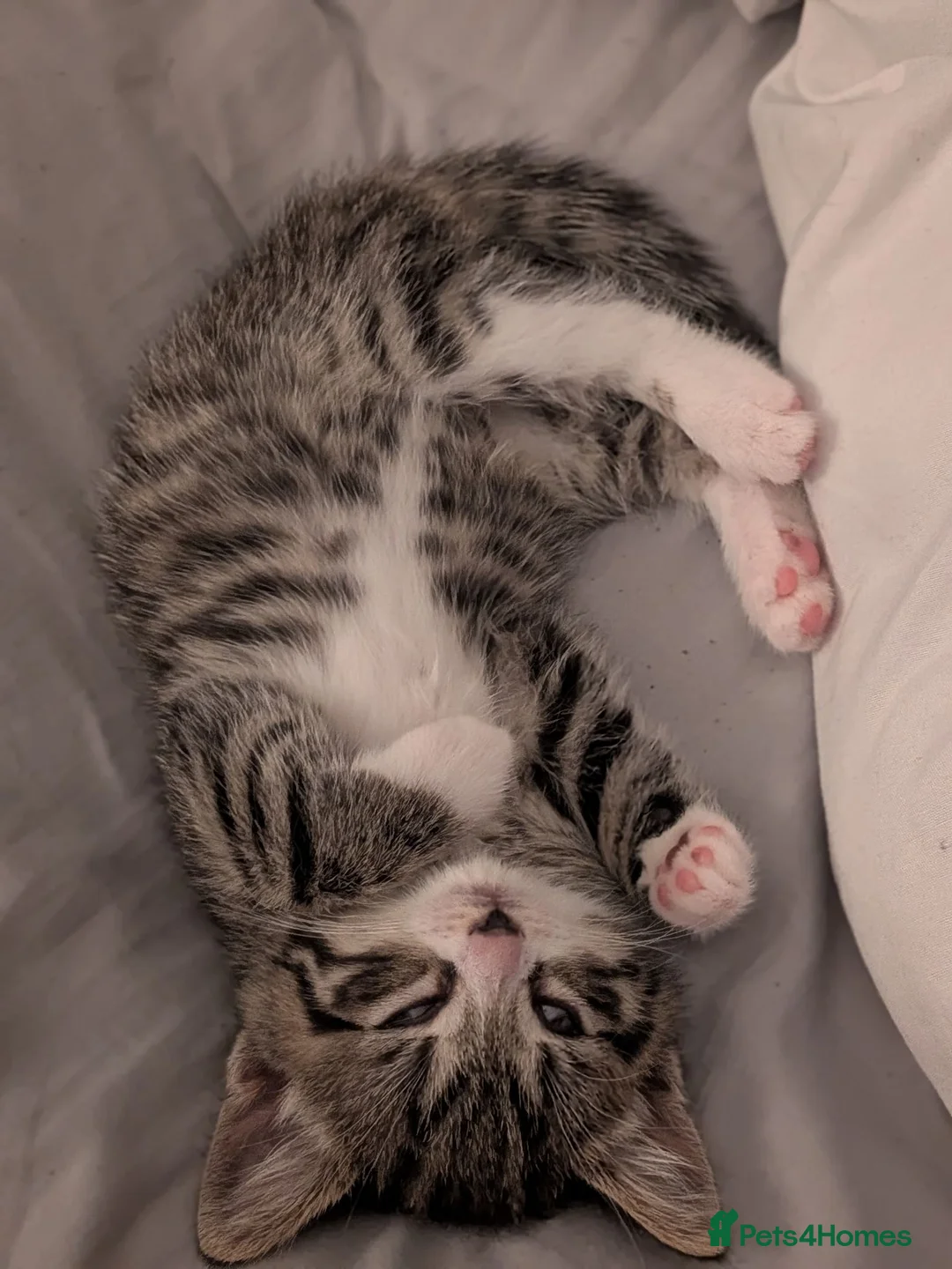 Mixed Breed cats for sale: Beautiful girl tabby kitten  - Advert 5