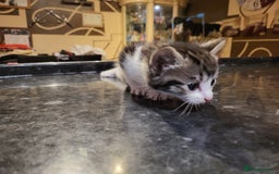 Mixed Breed cats for sale: Beautiful kittens - Image 6