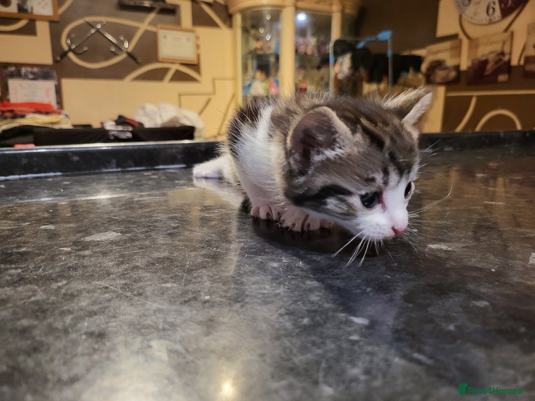 Mixed Breed cats for sale: Beautiful kittens - Image 6