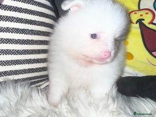 Pomeranian dogs - Advert 6