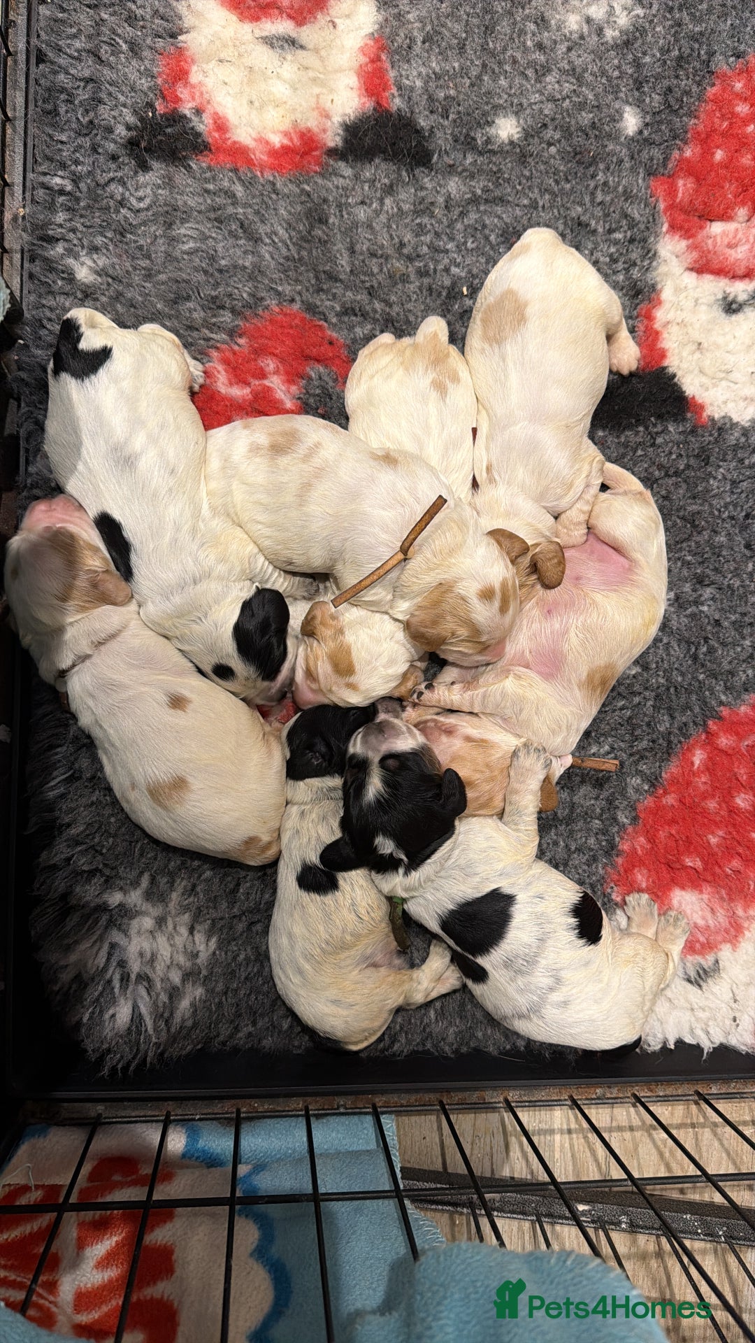 Cocker Spaniel dogs for sale: KC Registered & Fully DNA tested  - Advert 7