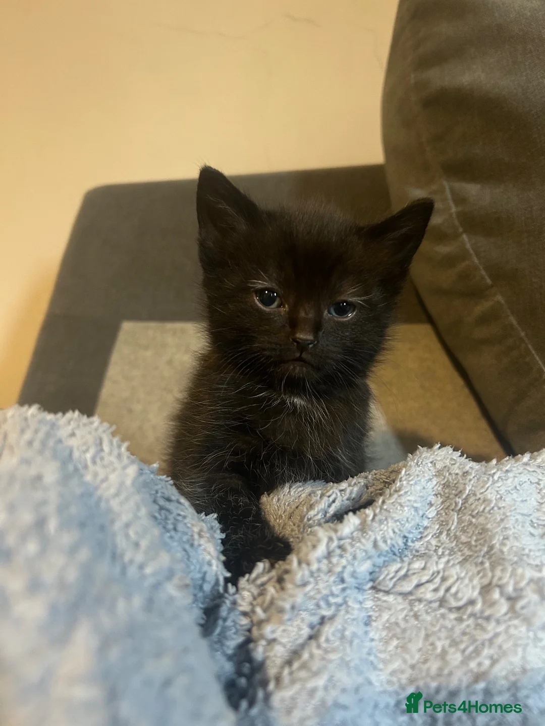Mixed Breed cats for sale: Beautiful Fluffy Ragdoll Cross kittens  in Chester - Advert 2