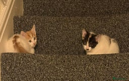 Mixed Breed cats for sale: Unfortunate Sale - Image 6