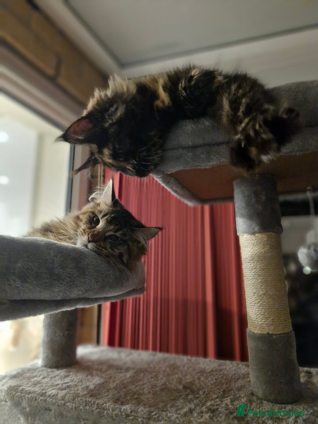 Maine Coon cats for sale: Maine coons Nellie & Dollie to stay as a pair.  - Advert 18