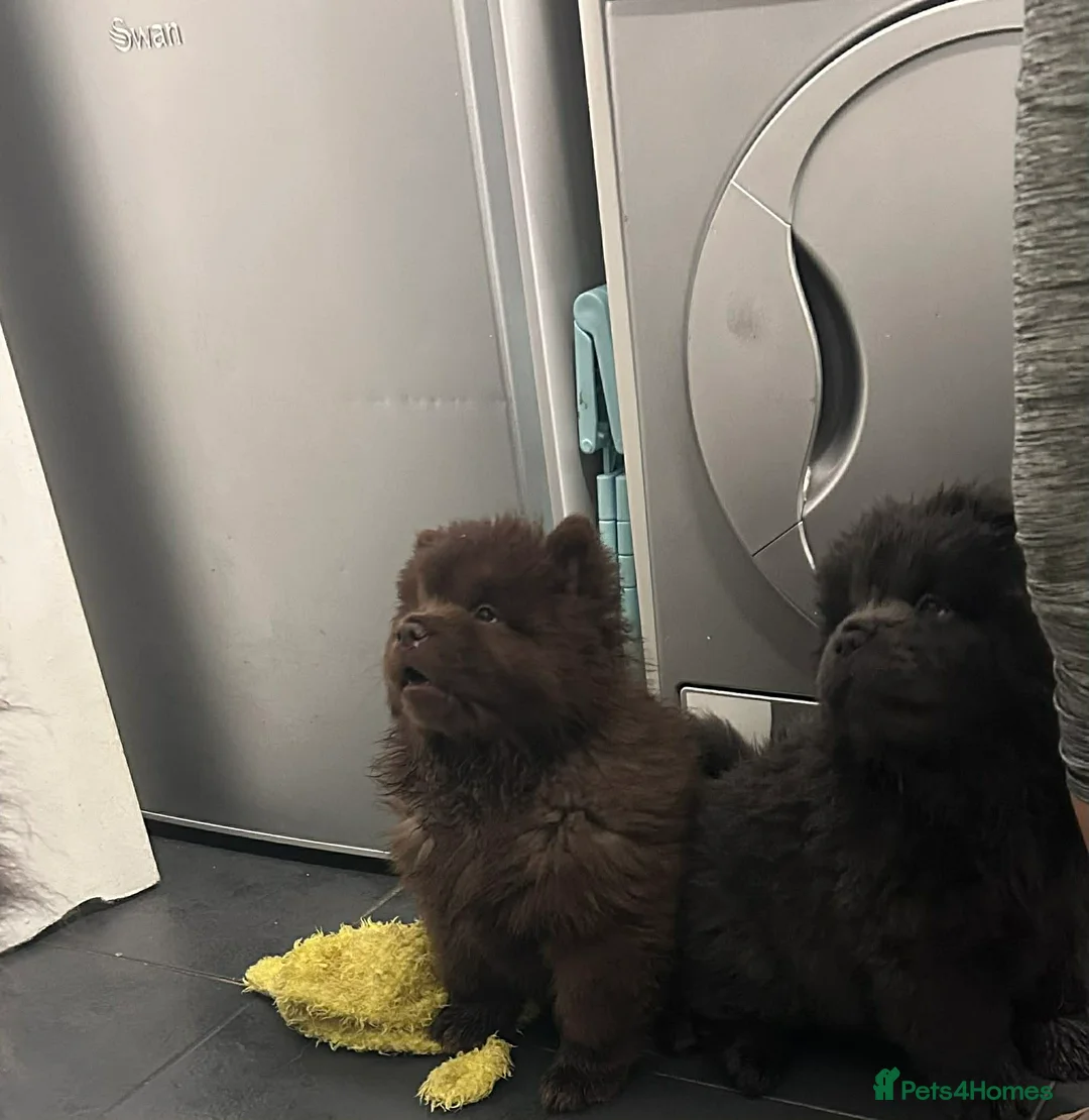 Chow Chow dogs for sale: Rough Coat Chow Chow Puppies in Peterborough - Advert 6