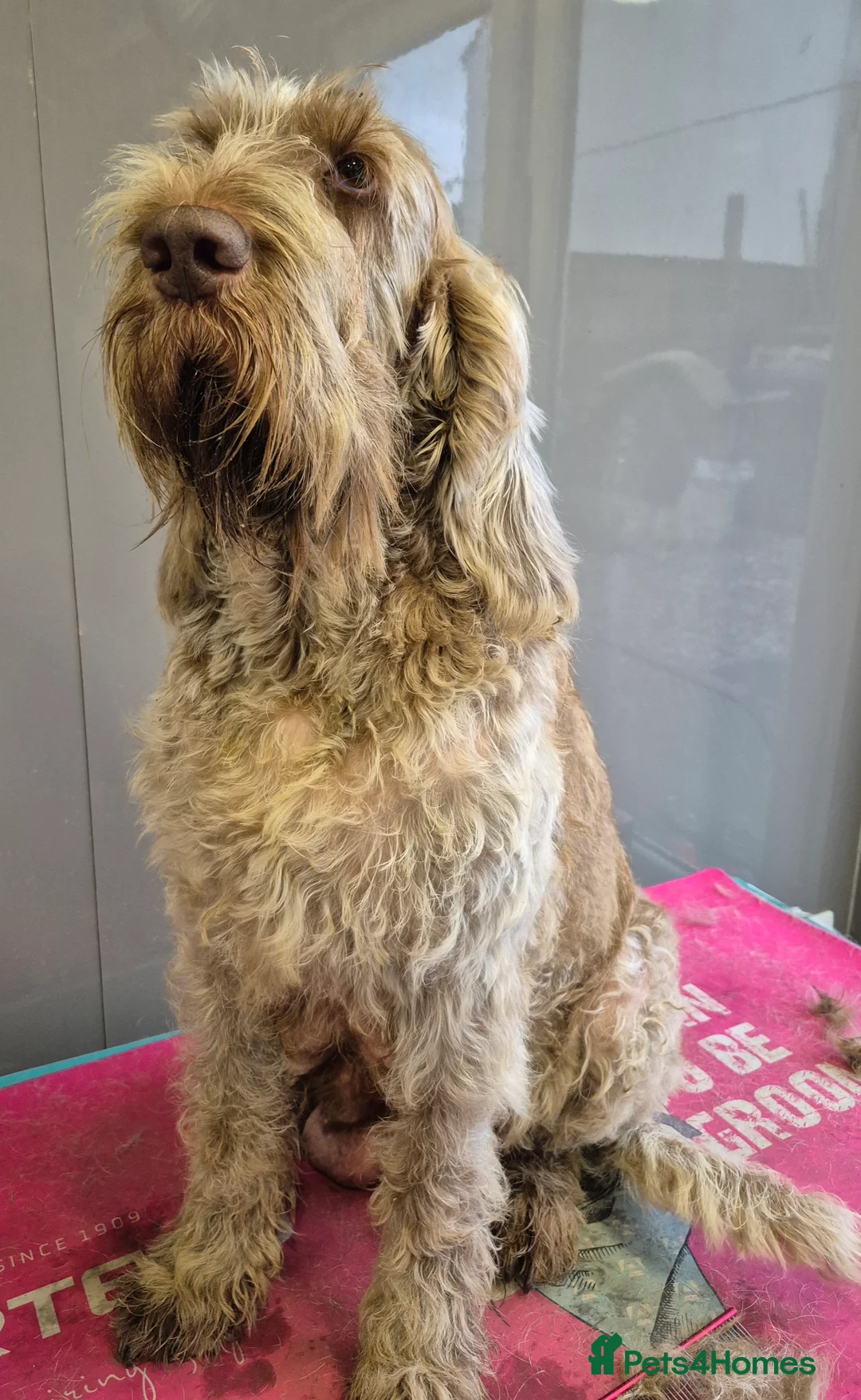 Italian Spinone dogs for sale: Italian Spinone Puppies Available  - Advert 1
