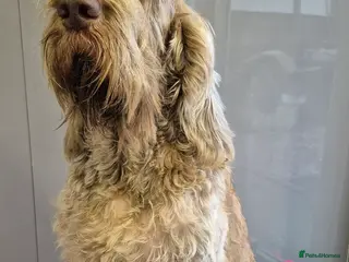 Italian Spinone dogs Italian Spinone Puppies Available - Advert 1