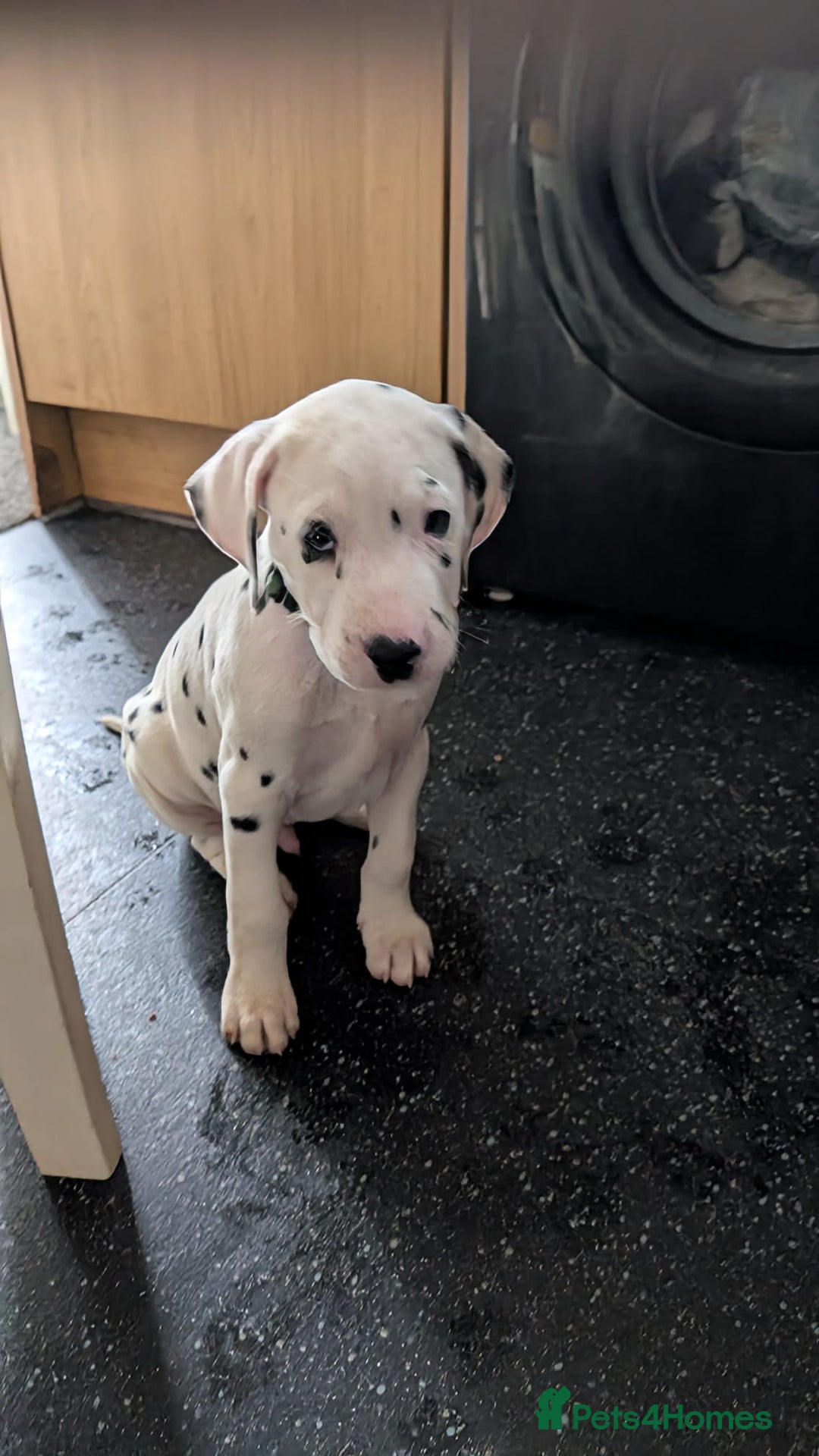Dalmatian dogs for sale: Dalmatian puppies KC registered last 1 remaining - Advert 7