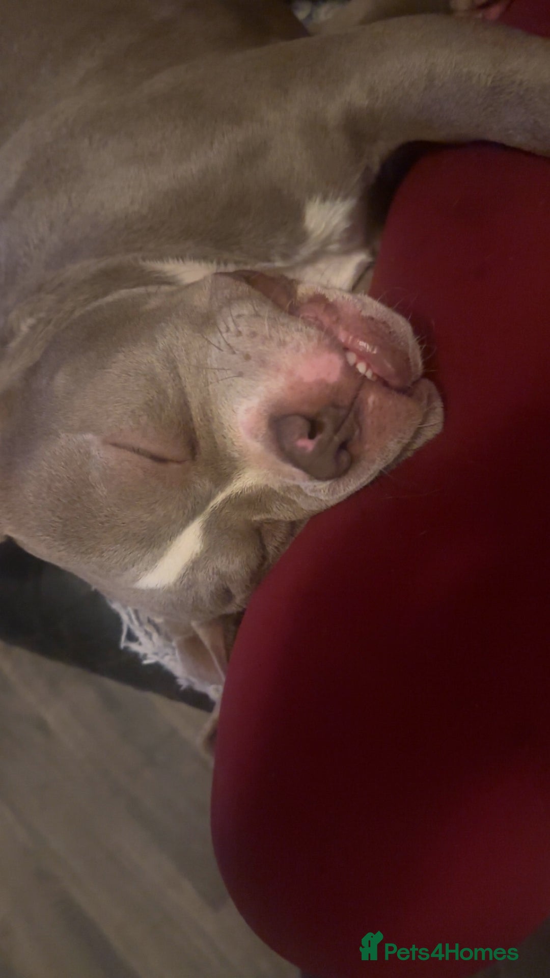 American Bully dogs for sale: Pocket bully pups  - Advert 10