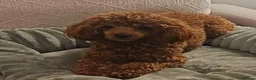 Toy Poodle dogs for sale: Pedigree Toy Poodle Puppies - Advert 13