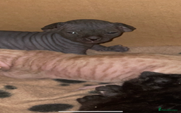 Sphynx cats for sale: Beautiful Sphynx cross orinetal kittens  - Advert 33