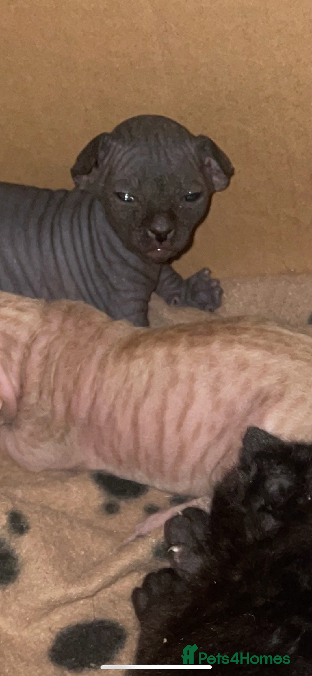 Sphynx cats for sale: Beautiful Sphynx cross orinetal kittens  - Advert 33