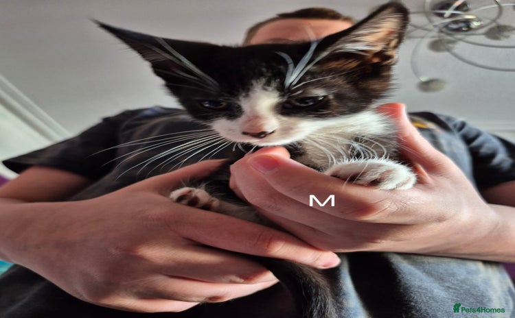 European cats - Advert 1