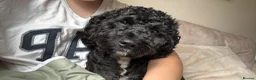 Cockapoo dogs for stud: For STUD in London - Advert 3