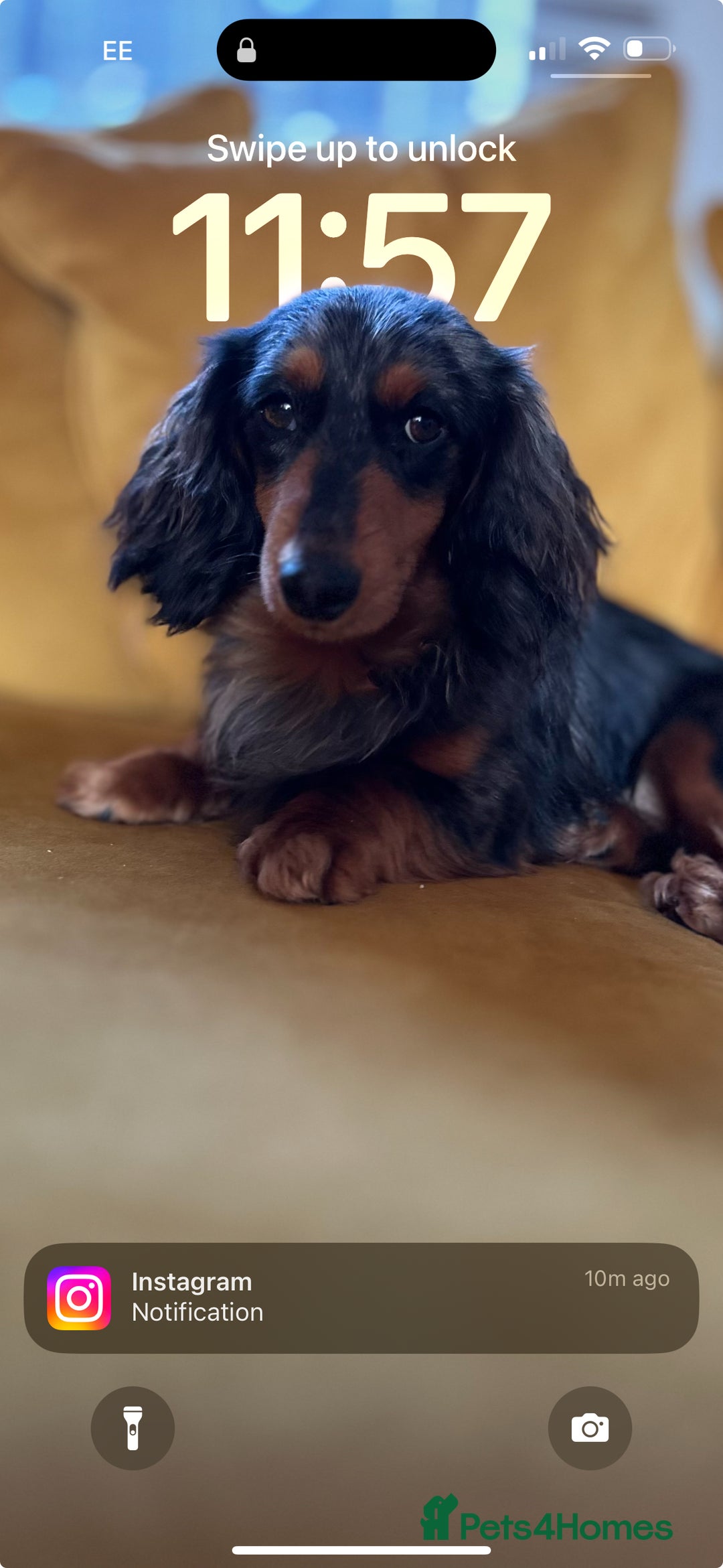Mixed Breed dogs for sale: Dachsador  - Advert 7