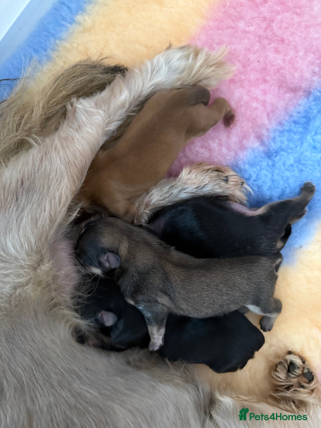 Shih Tzu dogs for sale: Imperial shih tzu boys  - Image 1