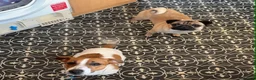 Jack Russell dogs for sale: Rehoming Jack Russell female - Advert 1