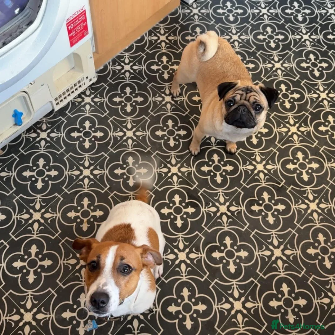 Jack Russell dogs for sale: Rehoming Jack Russell female - Advert 1