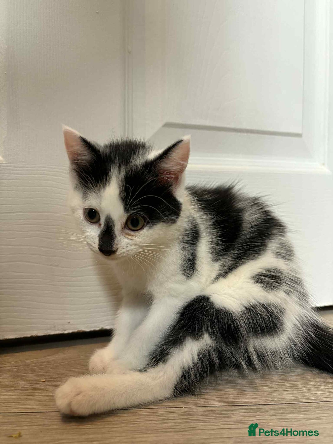 Mixed Breed cats for sale: 3 beautiful kittens for sale. RARE female colours! - Image 5