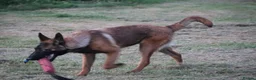 Belgian Shepherd Dog dogs for sale: Kc registered malinois  - Advert 14