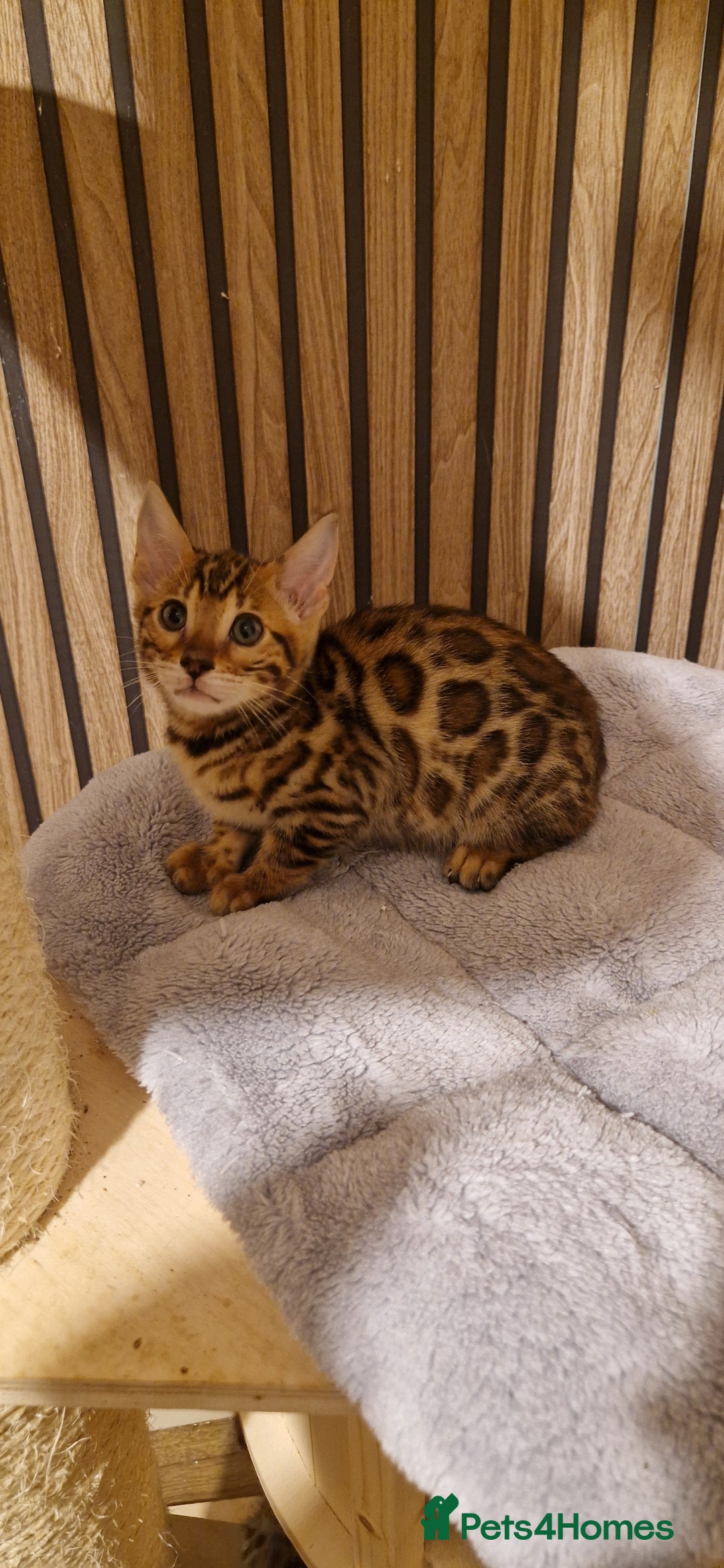 Bengal cats for sale: Beutifull kittens❤️ - Advert 27