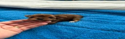 Yorkshire Terrier dogs for sale: 🌺 Pedigree Tiny Yorkie Puppies- Rare Colors 🌺 - Advert 7