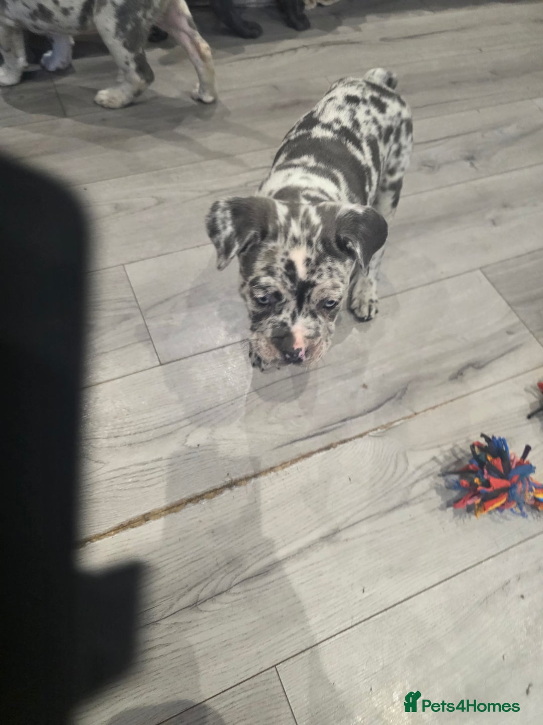 Cane Corso dogs for sale: Cane corso cross  - Advert 17