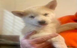 Siberian Husky dogs for sale: READY NOW German Shepherd cross Husky Puppies  in Kinross - Image 1