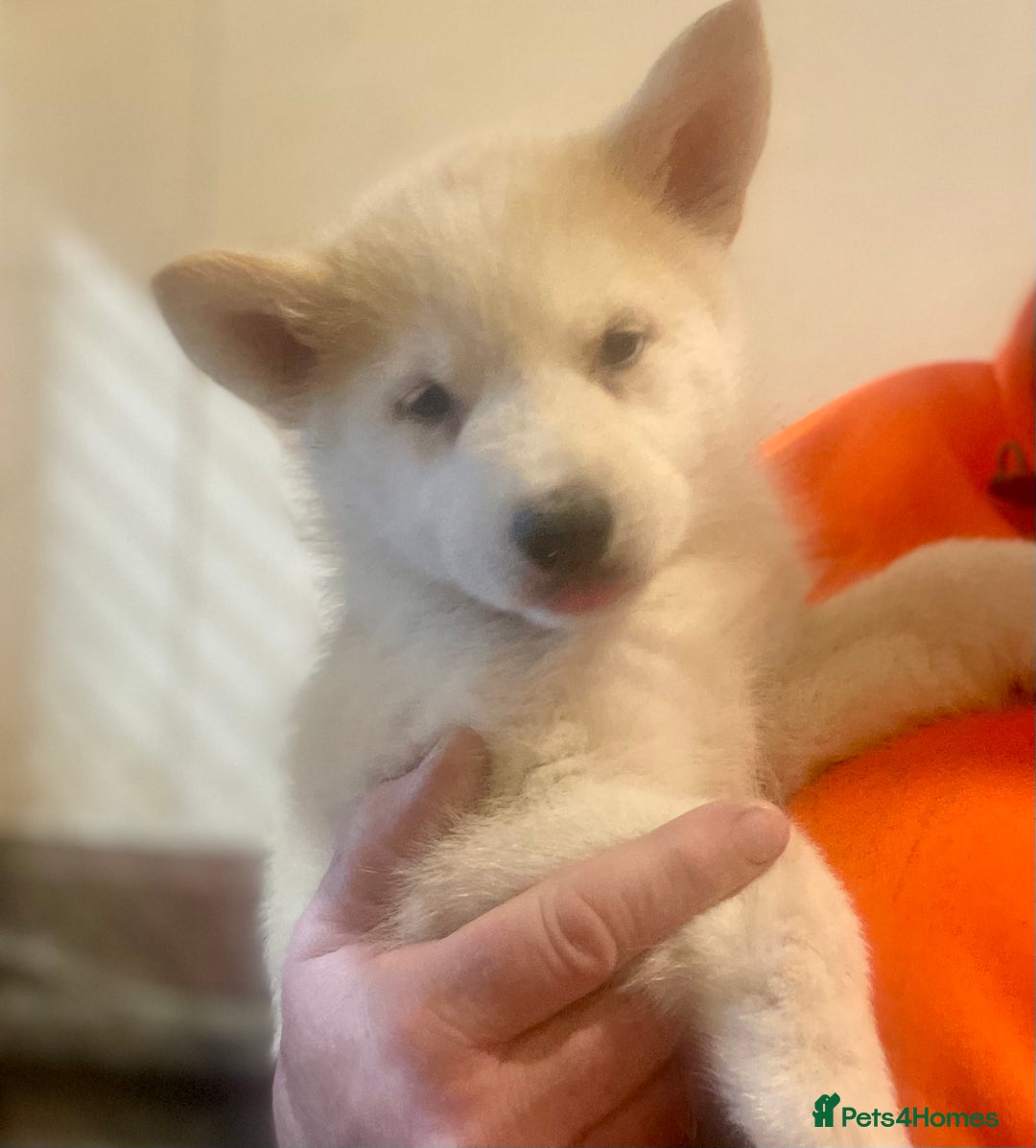 Siberian Husky dogs for sale: READY NOW German Shepherd cross Husky Puppies  in Kinross - Image 1