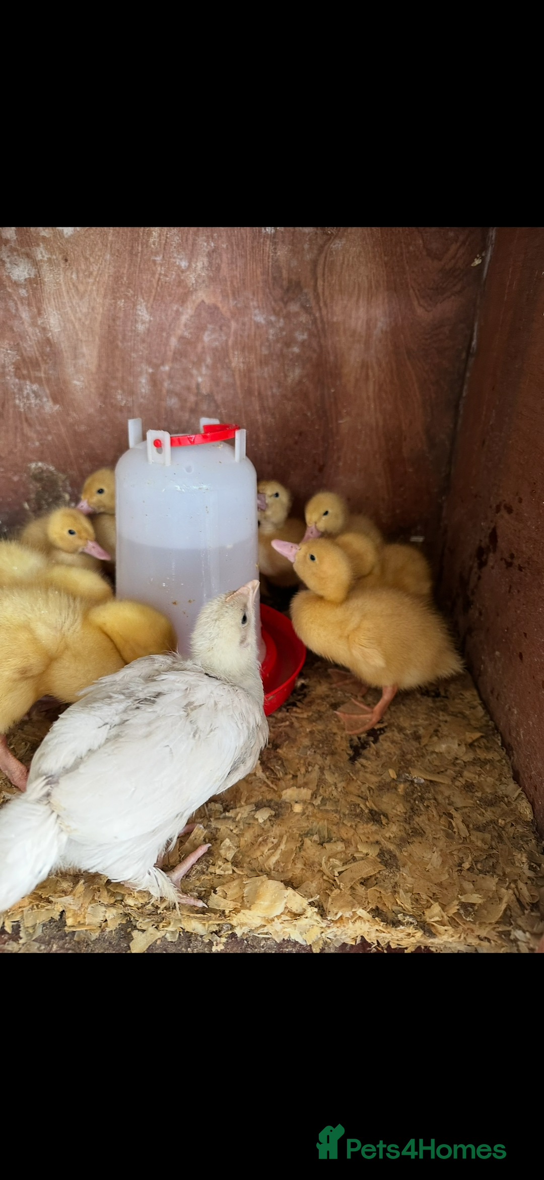 Ducks poultry for sale: 10 young female all American whites  - Image 3