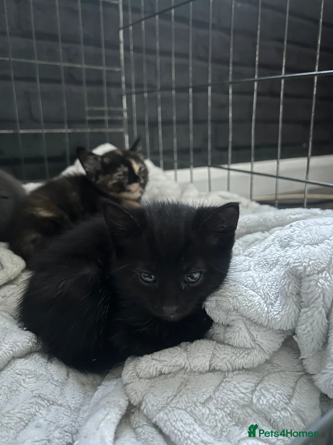 Mixed Breed cats for sale: 1 male and 4 female kittens  in Southampton - Advert 2
