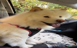 Chow Chow dogs for stud: Chow chow  in Waltham Abbey - Image 1