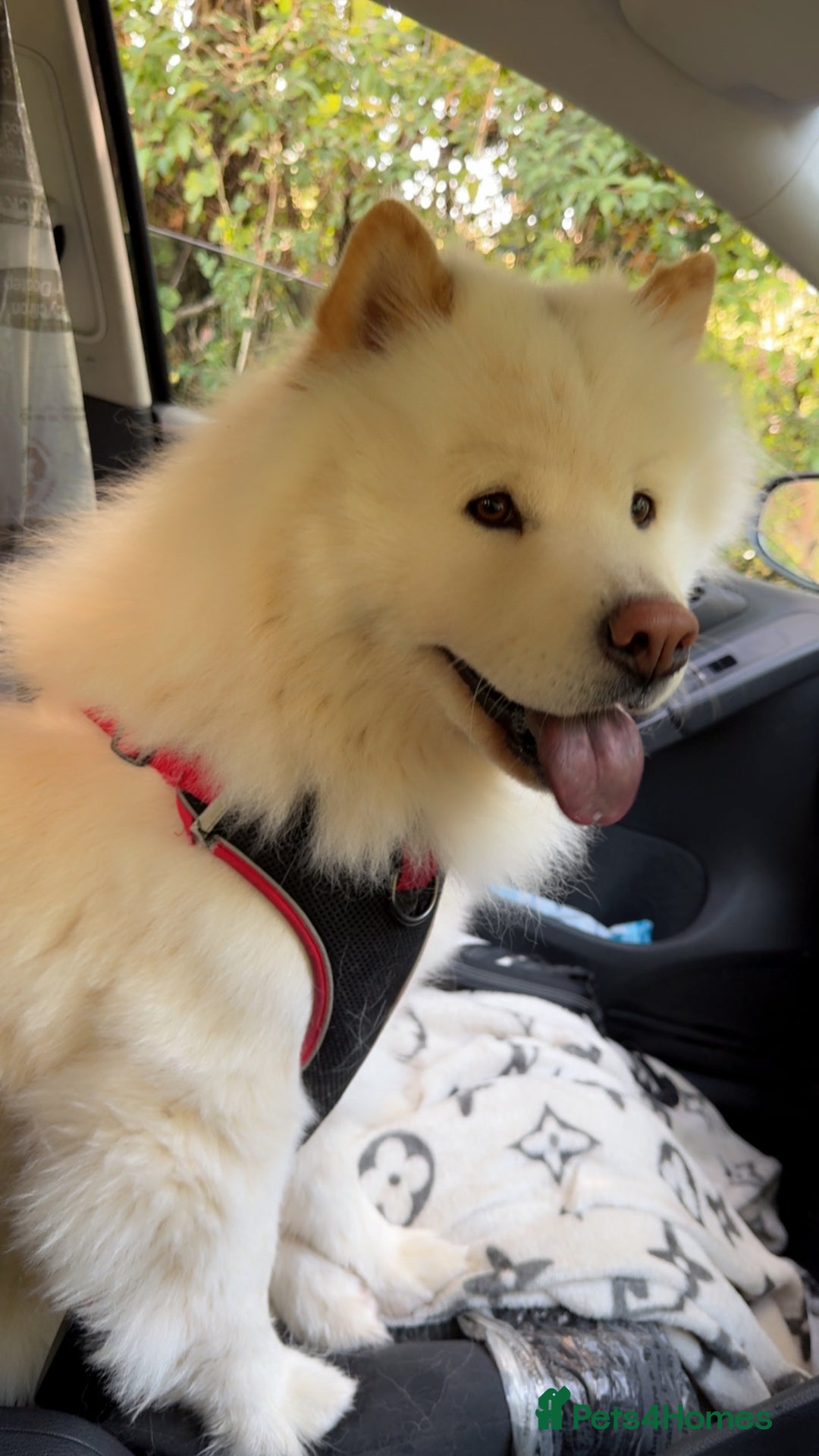 Chow Chow dogs for stud: Chow chow  in Waltham Abbey - Image 1