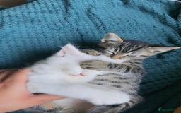 Mixed Breed cats for sale: adorable kitten ready to go home - Image 7