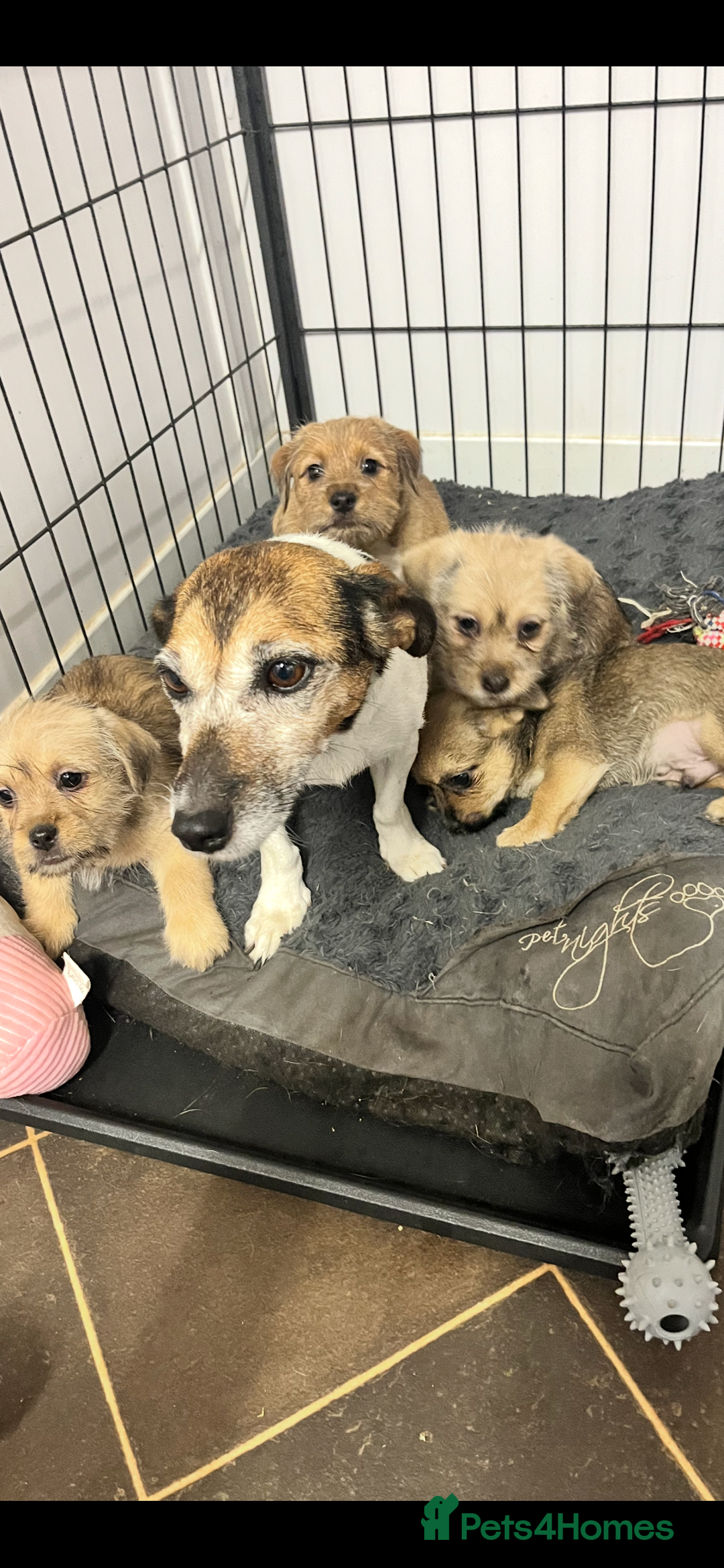 Jack Russell dogs for sale: super cuties Jack Russells  - Image 8
