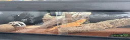 Bearded Dragon reptiles for sale: 11-Month-Old Bearded Dragon with Full Setup in Gravesend - Advert 6