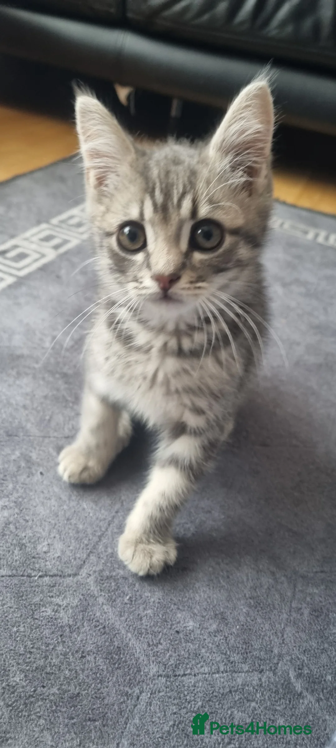 Mixed Breed cats for sale: 🐾 Grey Tabby Kitten – Ready for Loving Home 🐾 - Advert 10