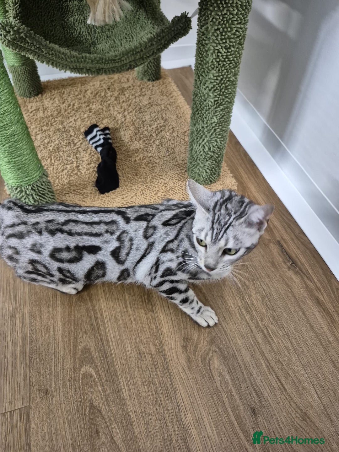 Bengal cats for sale: Bengal girl - Advert 5