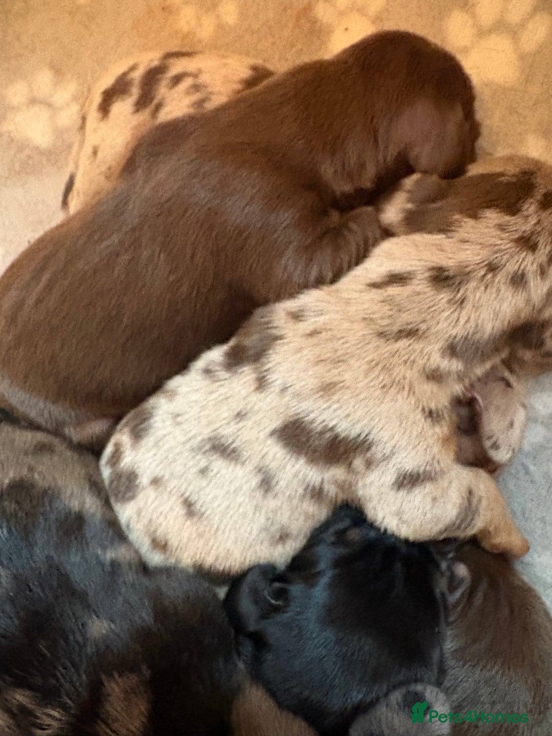 Miniature Dachshund dogs for sale: Miniature dachshunds smooth hair puppy’s  - Image 9