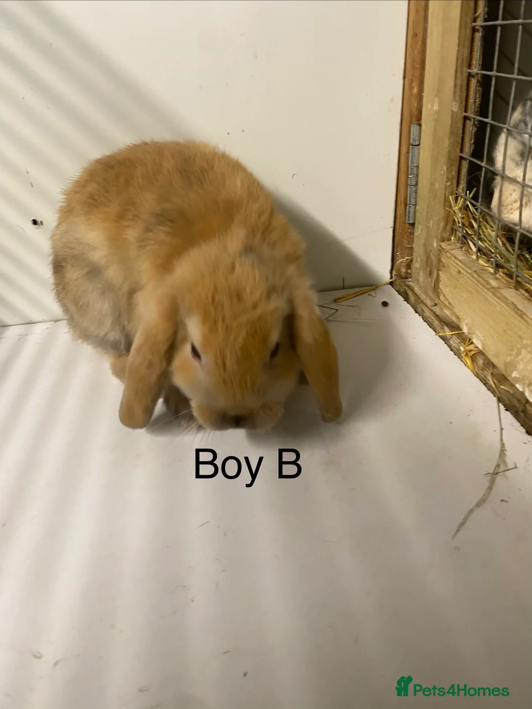 Mini Lop rabbits for sale: Beautiful Mini Lop Bunnies  - Advert 6