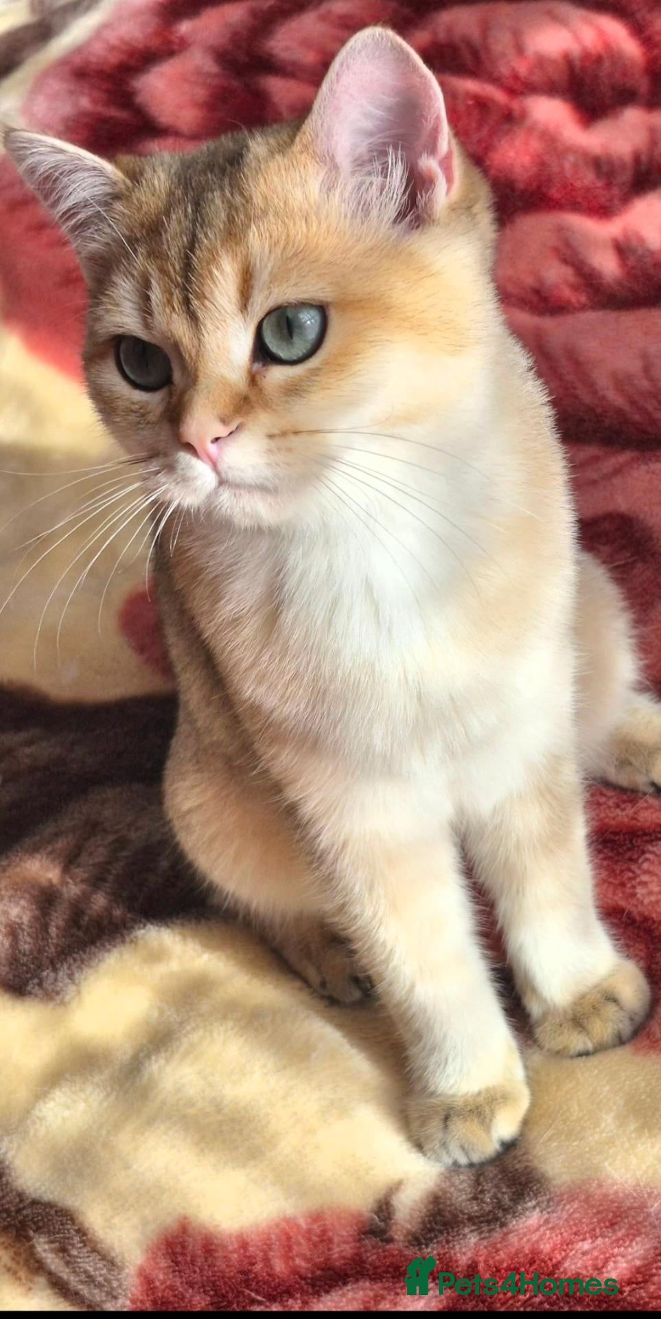 British Longhair cats  Tica registered BLH/BSH golden shaded  kittens  - Advert 2