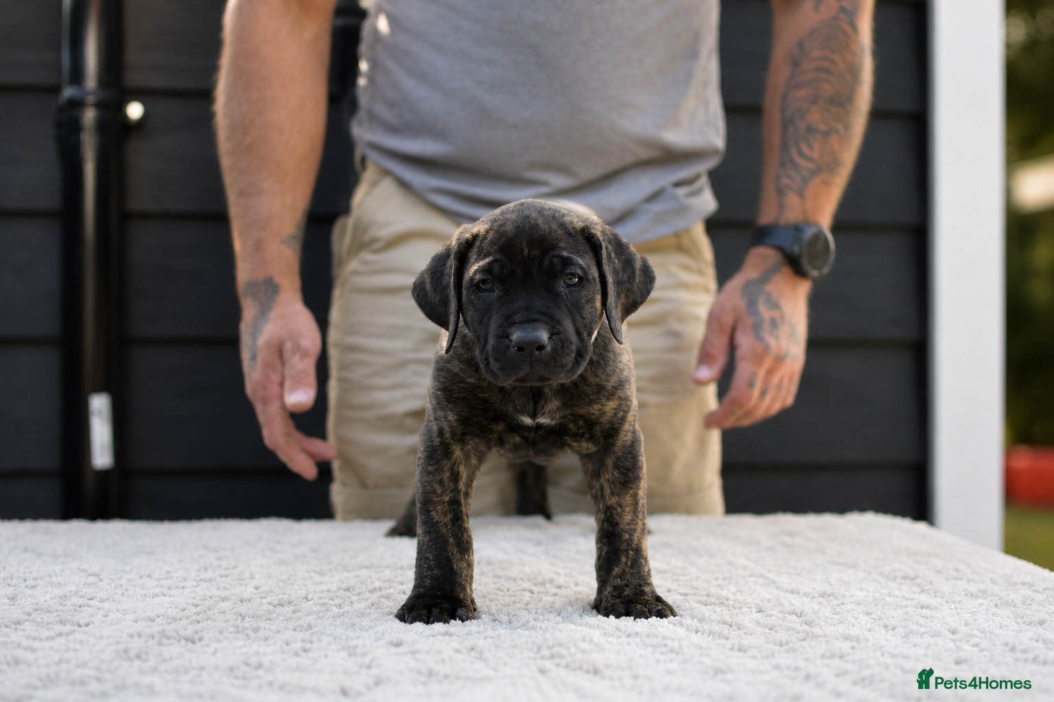 Presa Canario dogs for sale: Presa Canario puppies champion bloodlines - Advert 12