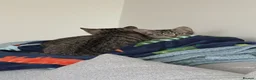 Mixed Breed cats for sale: Two Beautiful Grey Tabby Kittens For Sale - Advert 4