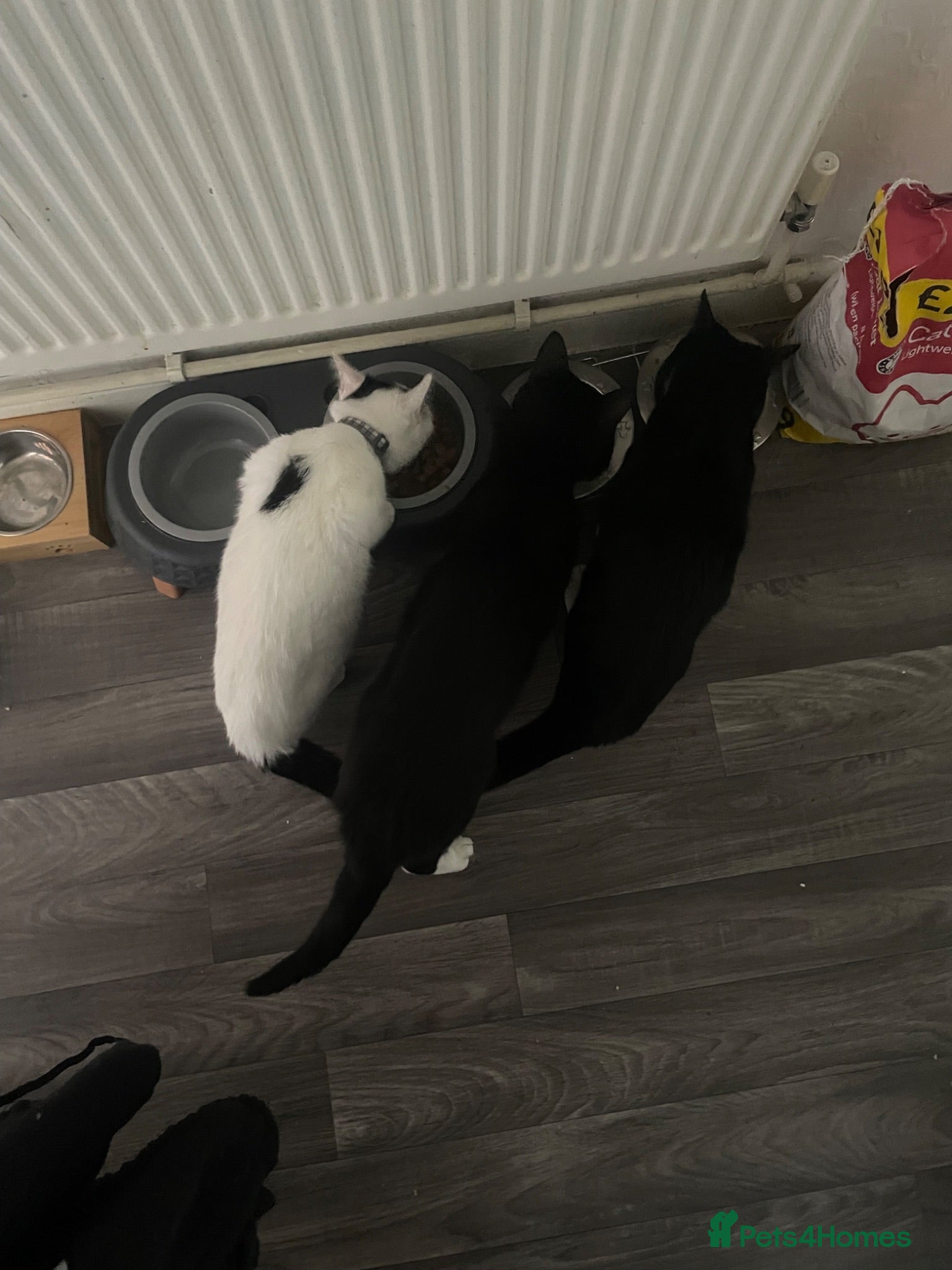 British Shorthair cats Sadly rehoming my 3 babies - Advert 2