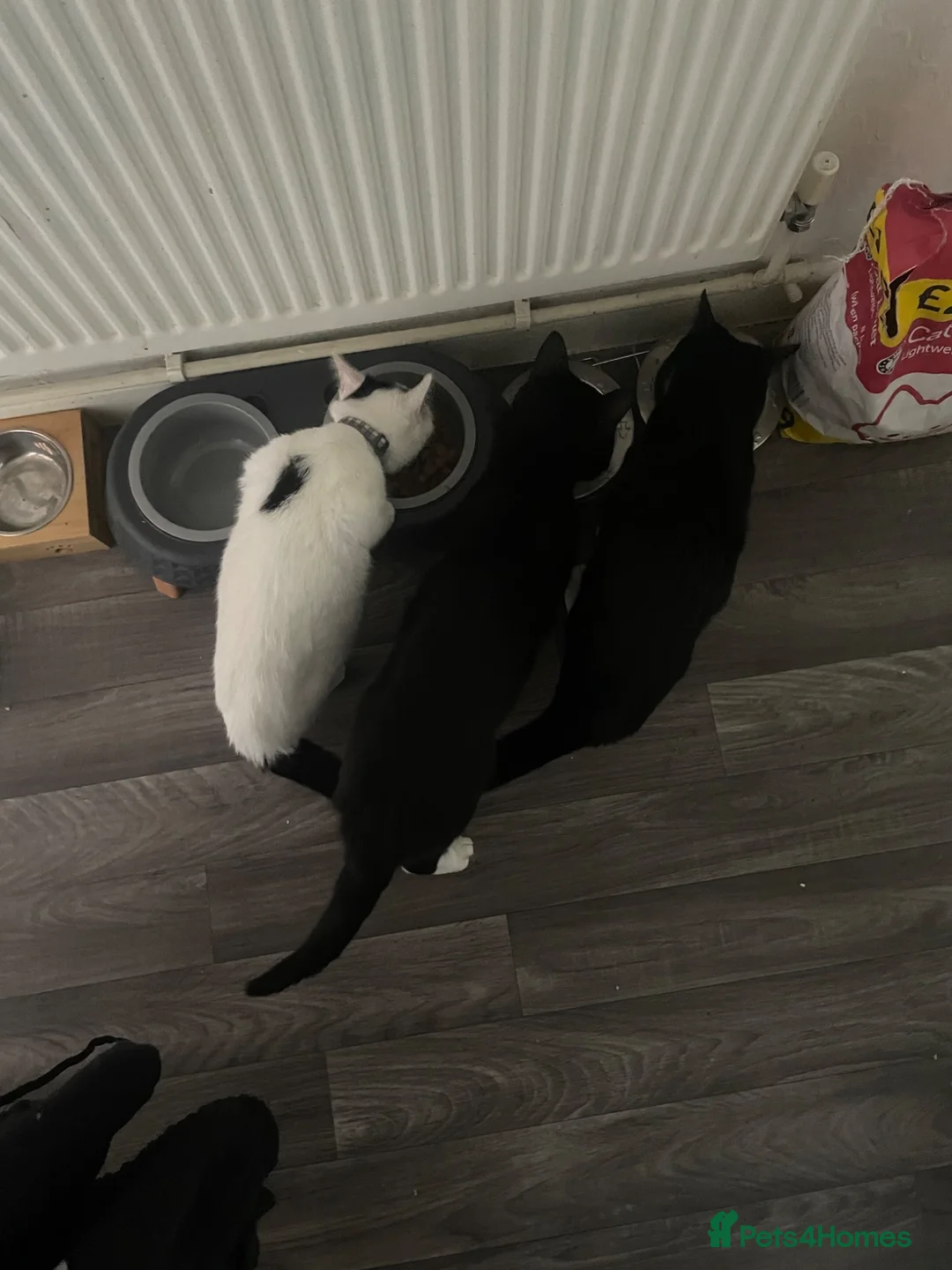 British Shorthair cats for sale: Sadly rehoming my 3 babies in Daventry - Advert 1