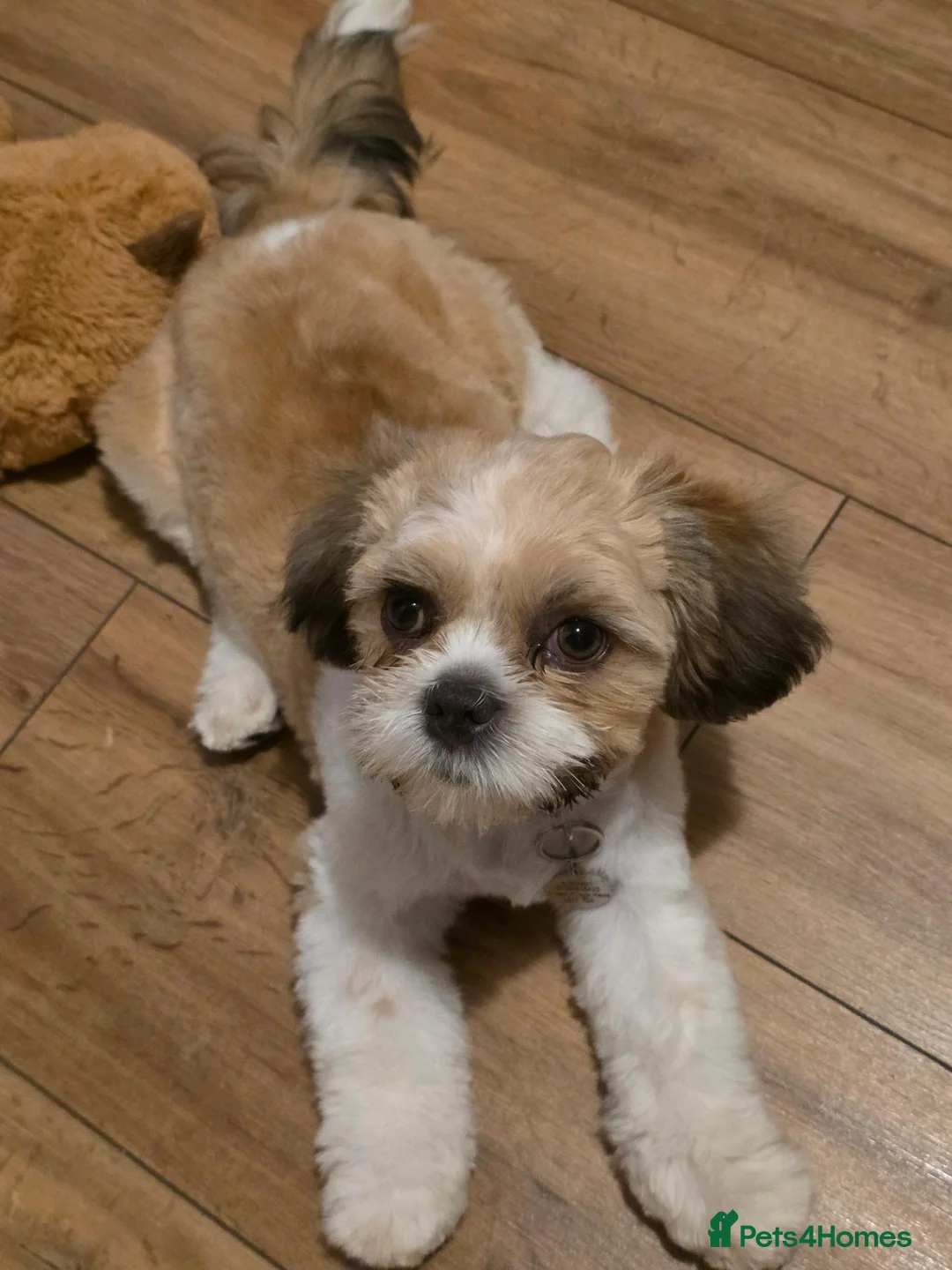 Shih Tzu dogs for sale: 17 week old shih tzu  - Advert 1