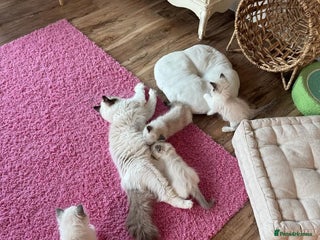 Ragdoll cats for sale: All looking a swt loving HM - Advert 1