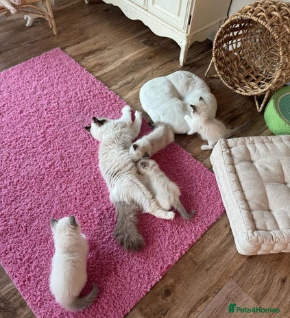 Ragdoll cats All looking a swt loving HM - Advert 1